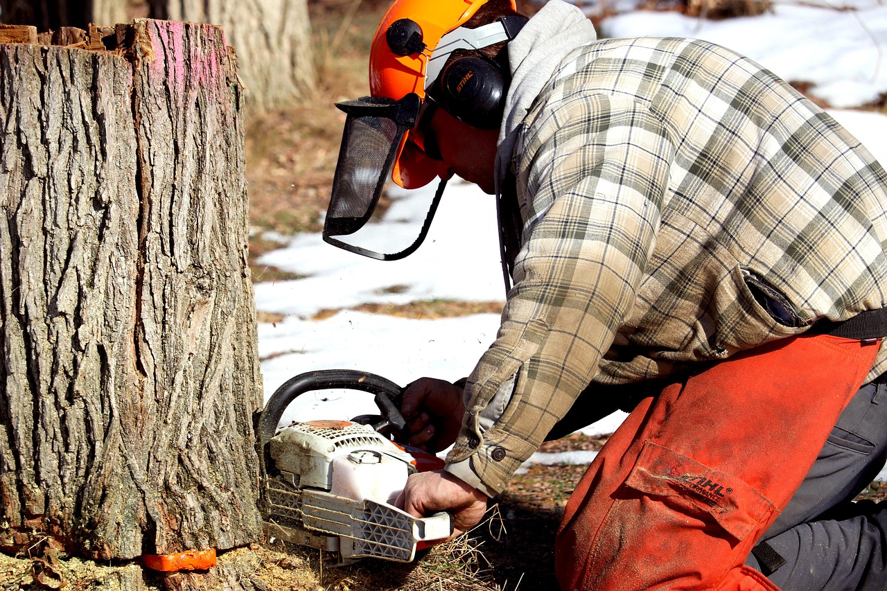 Chainsaw cutting through the trunk of a felled tree