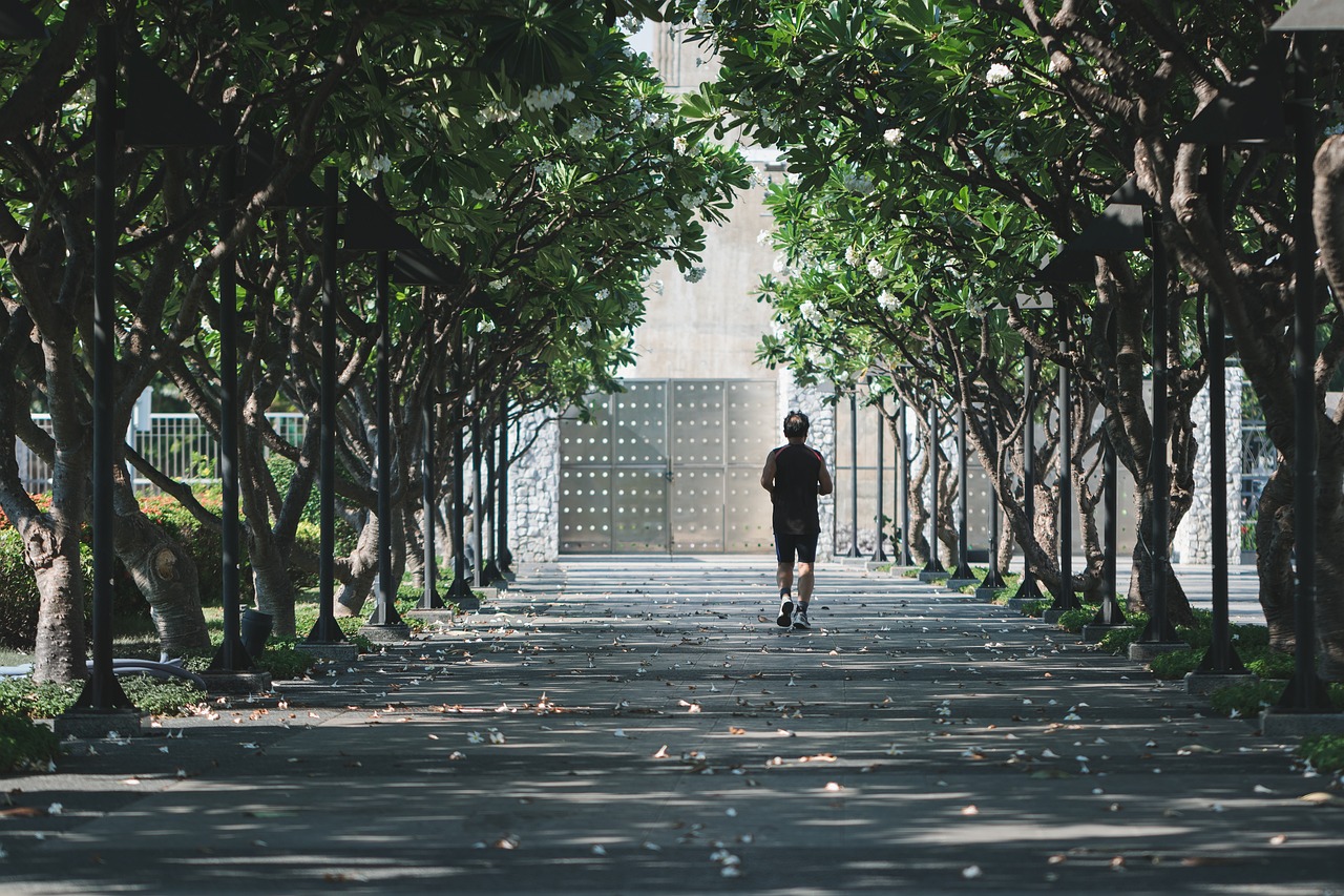 Tall shade trees lining a quiet suburban street in summer