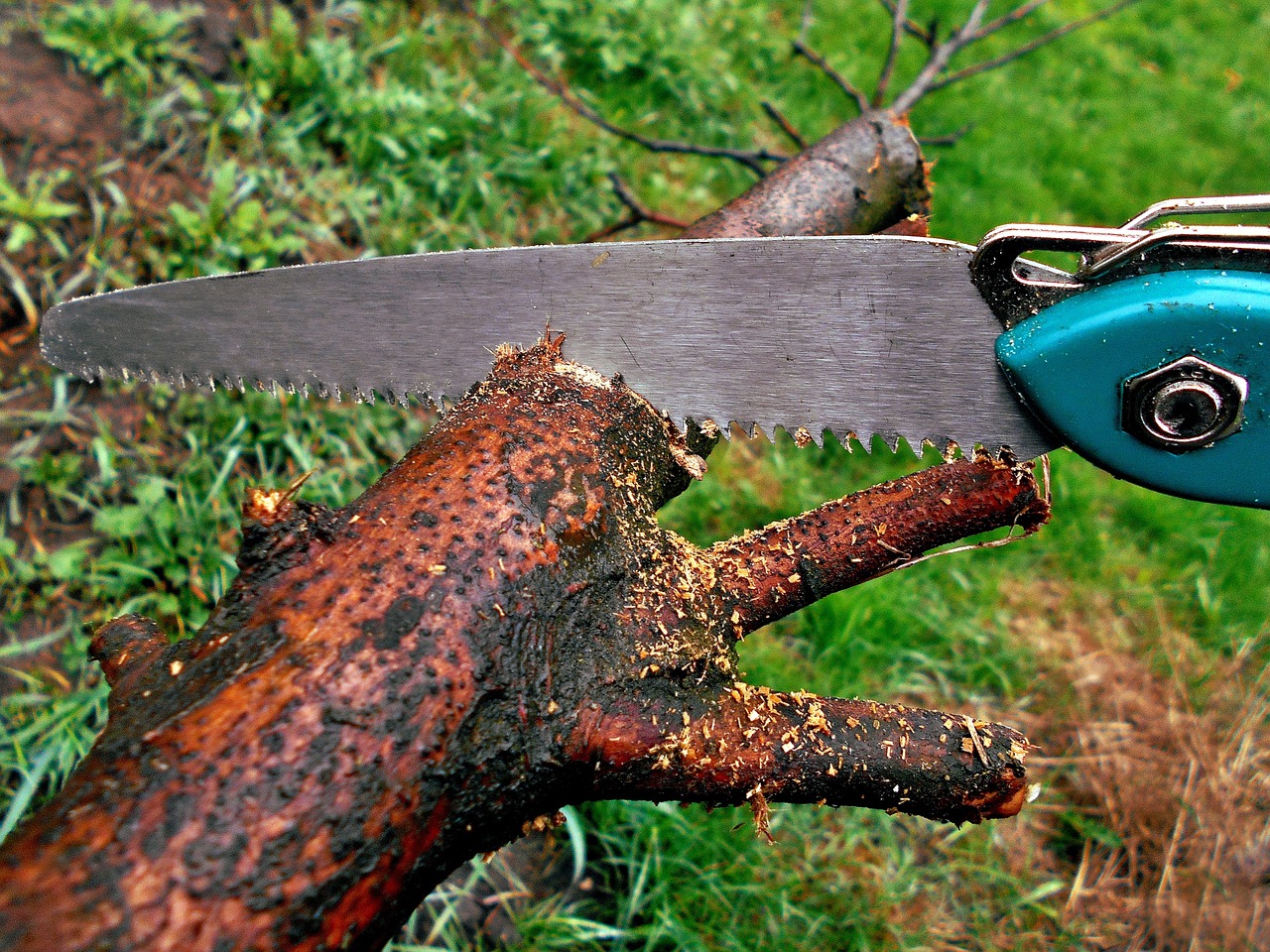 Worker trimming the branches of a shade tree with a pole pruner